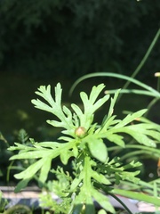 Glebionidinae