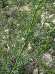 Myricaria bracteata