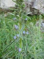 Echium lusitanicum