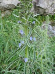 Echium lusitanicum