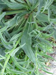 Echium lusitanicum