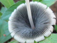 Coprinopsis nivea
