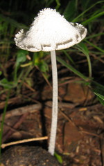 Coprinopsis nivea