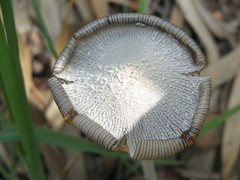 Coprinopsis nivea