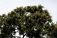 Philenoptera sutherlandii