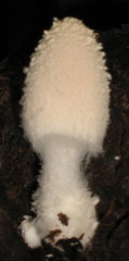 Coprinopsis nivea