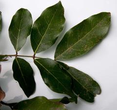 Philenoptera sutherlandii