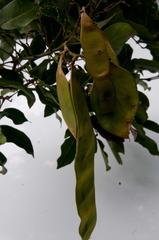 Philenoptera sutherlandii