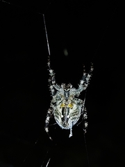Araneus diadematus
