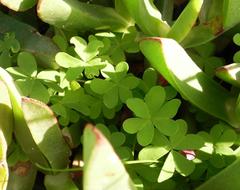 Oxalis pes-caprae pes-caprae