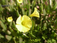 Oxalis pes-caprae pes-caprae