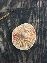 Lactarius salmoneus