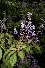 Plectranthus ecklonii