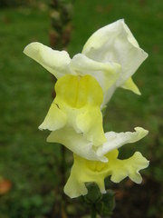 Antirrhinum majus