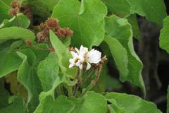 Sparrmannia africana