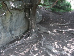 Pyrus communis caucasica
