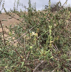 Lonicera subspicata subspicata