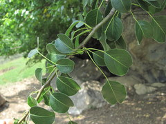 Pyrus communis caucasica