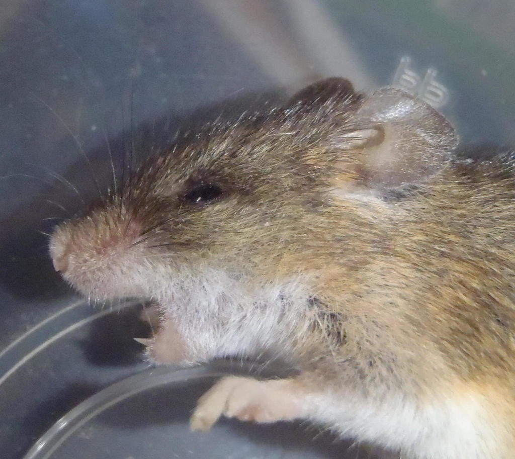 Krebs's African Fat Mouse