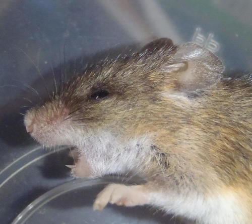 Krebs's African Fat Mouse