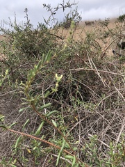 Lonicera subspicata subspicata