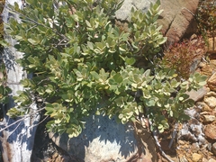 Notholithocarpus densiflorus echinoides