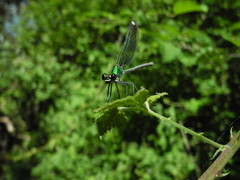 Calopteryx syriaca