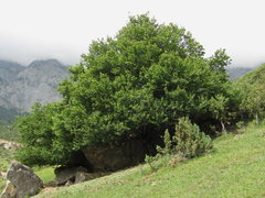 Pyrus communis caucasica