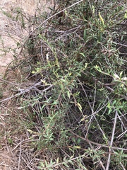 Lonicera subspicata subspicata