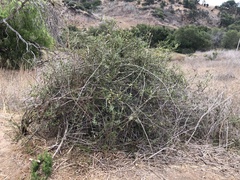 Lonicera subspicata subspicata