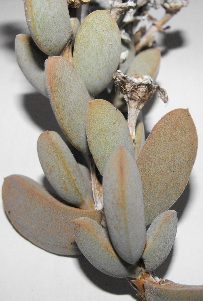 Pregnant Thornfig