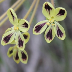 Pelargonium lobatum
