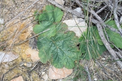 Pelargonium lobatum
