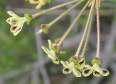 Pelargonium lobatum