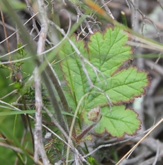 Pelargonium lobatum