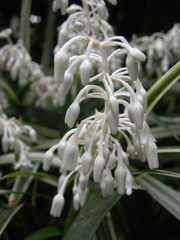 Liriope graminifolia