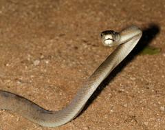 Dendroaspis polylepis