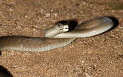 Dendroaspis polylepis