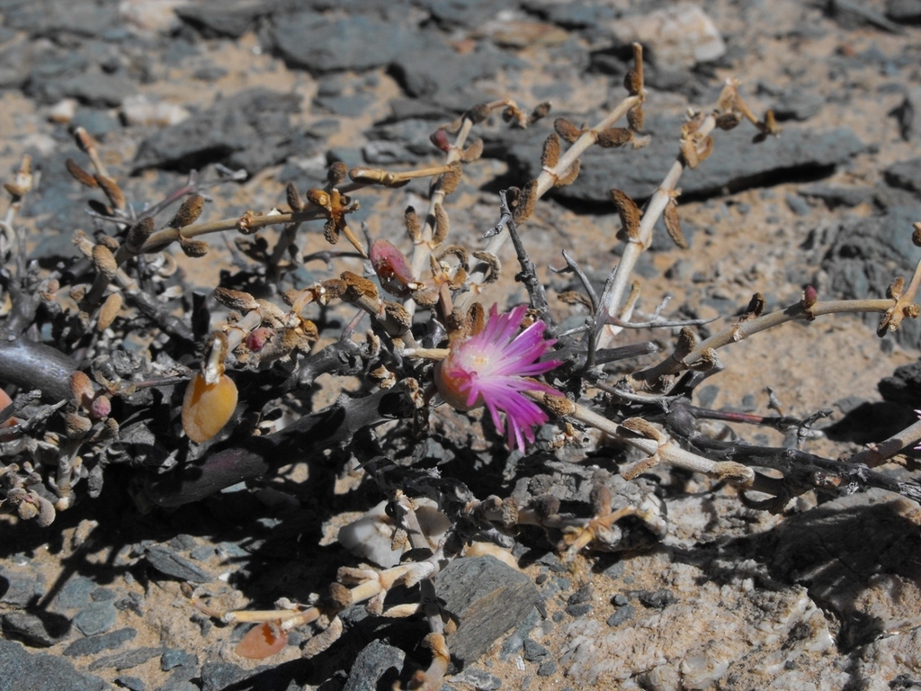 Mesembryanthemum occidentale Klak
