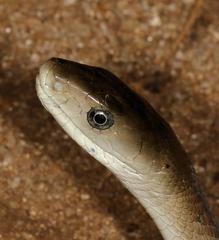 Dendroaspis polylepis