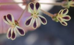 Pelargonium lobatum