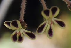 Pelargonium lobatum