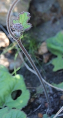 Pelargonium lobatum