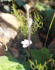 Pelargonium lobatum