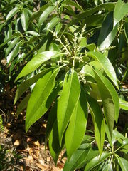 Lithocarpus henryi