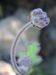 Pelargonium lobatum