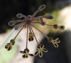 Pelargonium lobatum