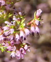Erica uberiflora