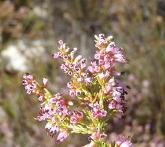 Erica uberiflora