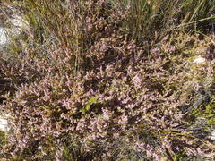 Erica uberiflora